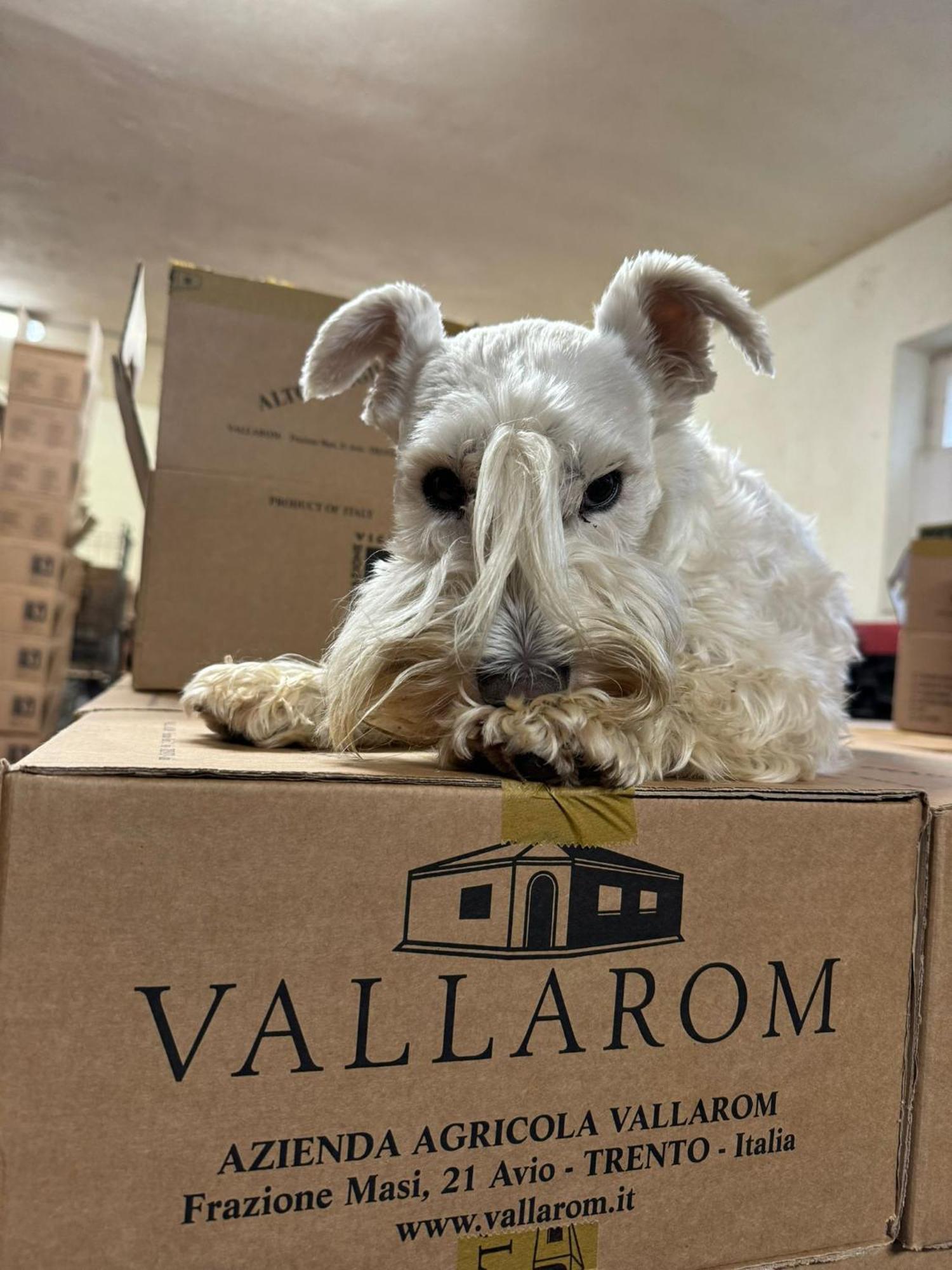 Vallarom Avio Extérieur photo